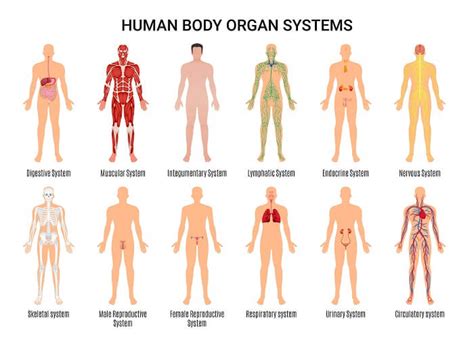 11 Systems Of The Body Diagrams