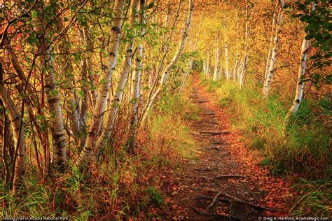 White Birch Trees In Acadia Hemlock Loop