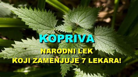 KOPRIVA NARODNI LEK KOJI ZAMENJUJE 7 LEKARA YouTube