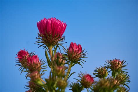 Aster Pink Flowers Garden - Free photo on Pixabay - Pixabay