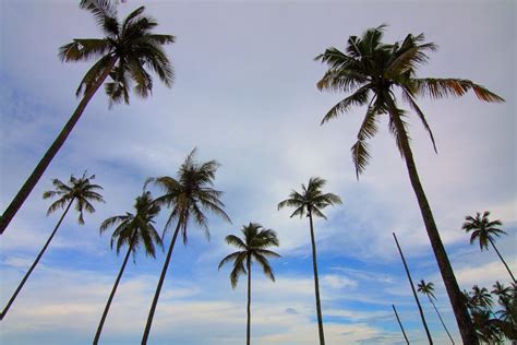 How To Care For Palm Trees