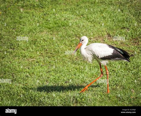 White Stork Walking Hi Res Stock Photography And Images Alamy