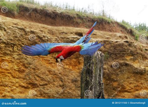 Red And Green Macaw Ara Chloroptera Adult In Flight Stock Image