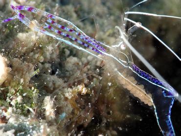 Pederson Cleaner Shrimp Ancylomenes Pedersoni Commensal Shrimps