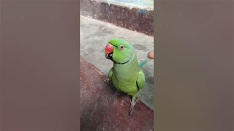 Parrot Talking Mummy😱🦜shorts Mithu Mitthu Mummy Parrottalkingmummy