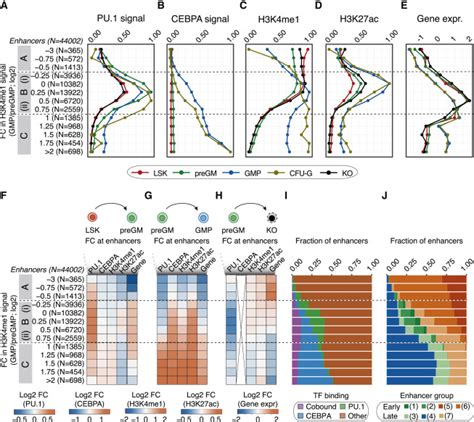 Enhancer And Transcription Factor Dynamics During Myeloid