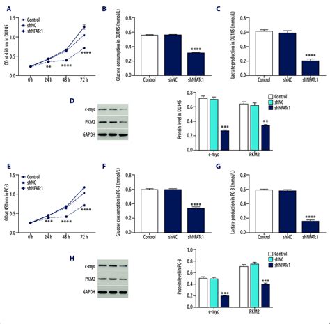 Down Regulation Of Nfatc1 Inhibited Proliferation And Warburg Effect In