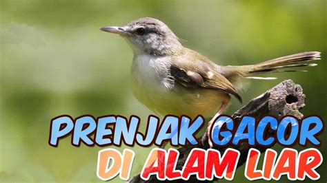 Suara Burung Prenjak Gacor Di Alam Liar Bisa Untuk Masteran YouTube