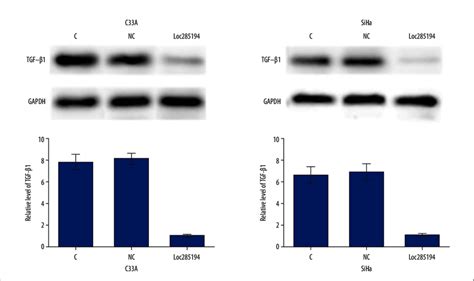 Long Noncoding Rna Lncrna Loc Overexpression Promoted