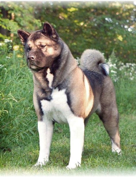 American akita dog, Dog breeds, Dogs