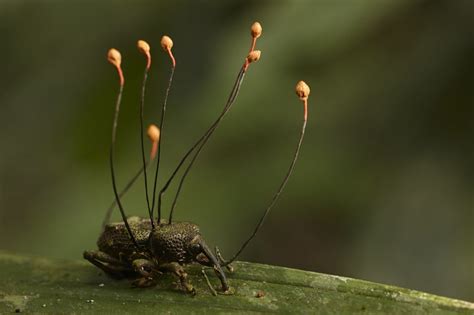 Ophiocordyceps Is A Fungus That Infects Insects Takes Over Their Cognitive Functions Causing