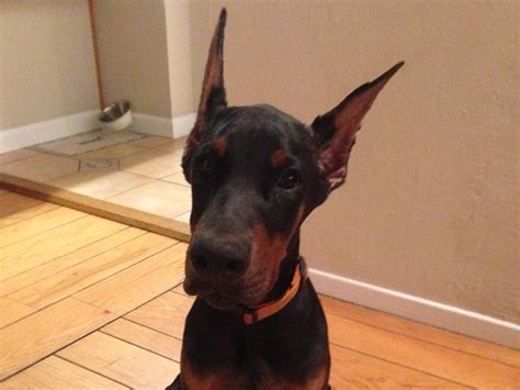 Doberman Puppy Cropped Ears