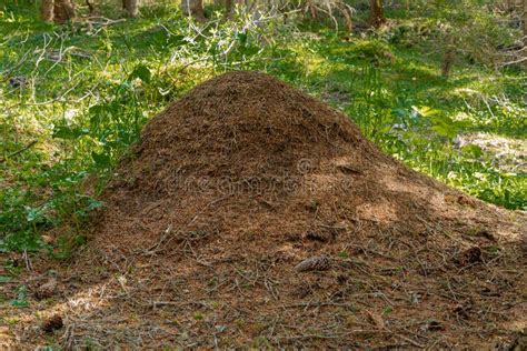 Fourmis De Bois Rouge Fourmis Formica Rufa En Bois Ouvert Photo Stock