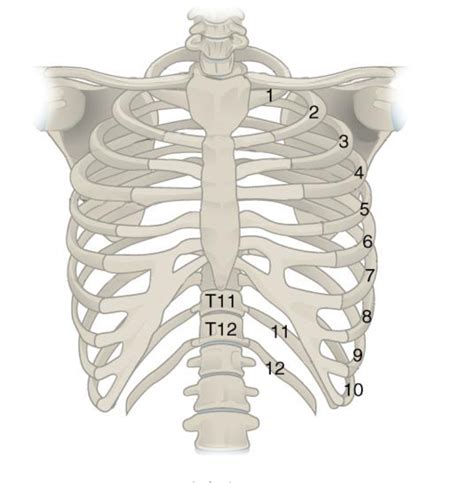 Skeleton Of The Thorax Diagram Quizlet