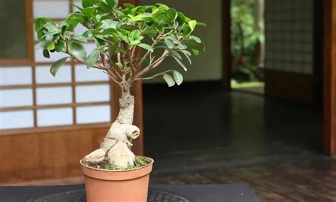 How To Take Care Of Ficus Microcarpa Ginseng Gruloda