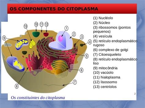 Resumo Sobre O Citoplasma - Aulas 04-citoplasma