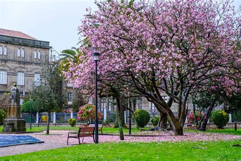 How Long Do Magnolia Trees Live Plantglossary