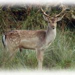 Deer Ecology Wild Deer Best Practice Guidance