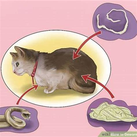 How Do You Deworm A Cat Diy Seattle