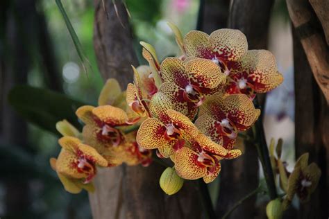 Descubra Kuva Culture Orchidees Phalaenopsis Thptnganamst Edu Vn