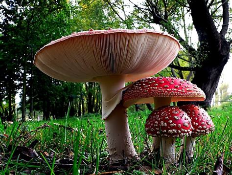 Fly Agaric Amanita Muscaria Red Mushroom Preview Stuffed Mushrooms