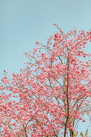 รูปดอกพีชบานสะพรั่งสวยงามในฤดูใบไม้ผลิ พื้นหลัง ดอกพีช สวย ดอกพีชสวย