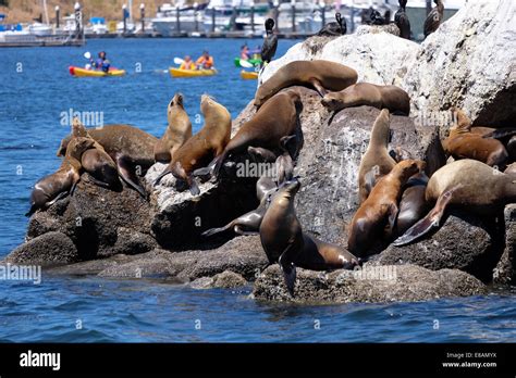 Harbour Seals And California Sea Lions On The Rocks Of Monterey Bay