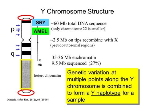 Y STR Chromosome Structure Variations Incidence And 48 OFF