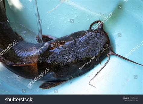 446 African catfish Images, Stock Photos & Vectors | Shutterstock