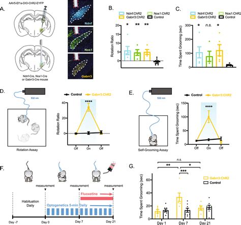 Optogenetic Activation Of Gabrr Expressing Stn Neuronal Subpopulation