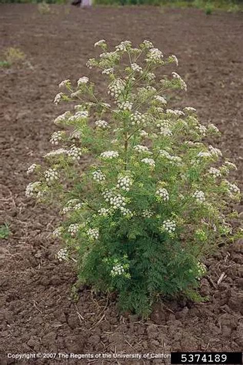 Poison Hemlock Wny Prism