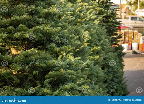 Christmas Trees On Lot Stock Photo Image Of Artificial 178014934