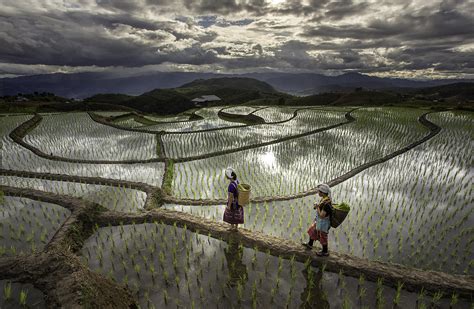 Chiang Mai Rice Fields Photograph by David Van Driessche - Fine Art America