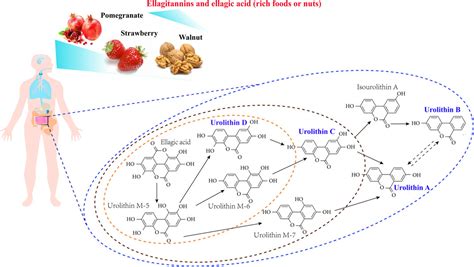 Frontiers Recent Advances And Perspectives On The Health Benefits Of