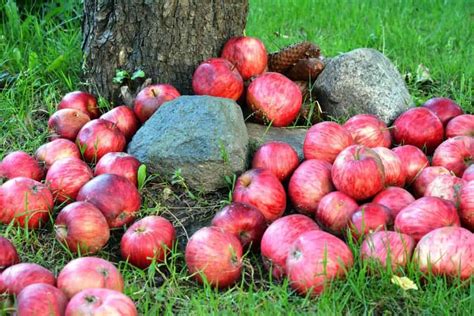 Red prince apple tree uk to buy - Arad Branding