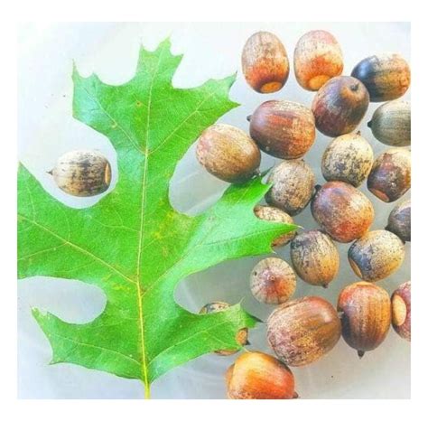 10 Pin Oak Tree Seeds Acorns - A Red Oak Family - Walmart.com