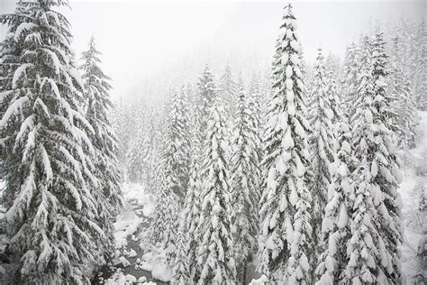 Snow Covered Evergreen Trees Photograph by Frank Huster - Pixels