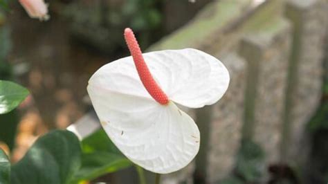 Anthurium Meaning And Symbolism — The Anthurium Flower