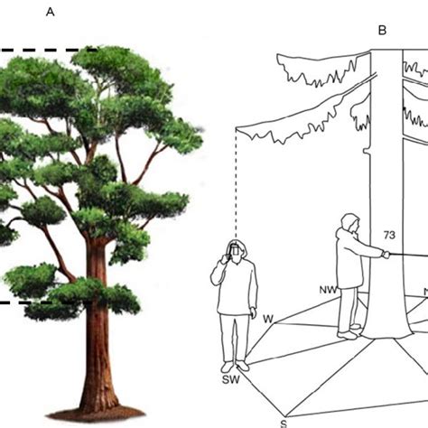 Pdf Measuring Crown Dimensions For Tropical Forest Trees A Field Manual