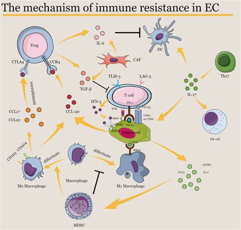 Frontiers Immunotherapy Resistance In Esophageal Cancer Possible