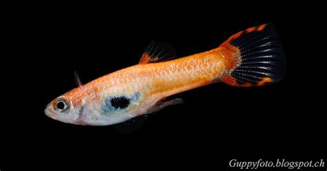 guppyfoto endler hybrids