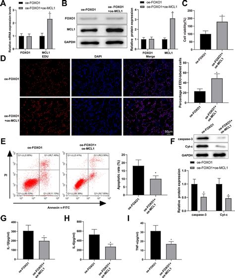 Foxo Overexpression Decreases Hbvsmc Proliferation While Increasing