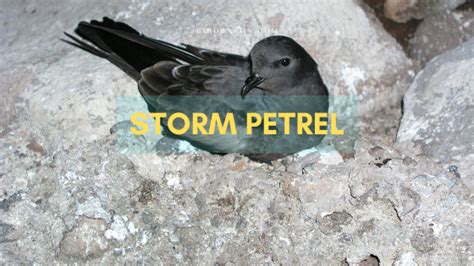 Storm Petrel Bird Facts, Description and Profile - Bird Baron