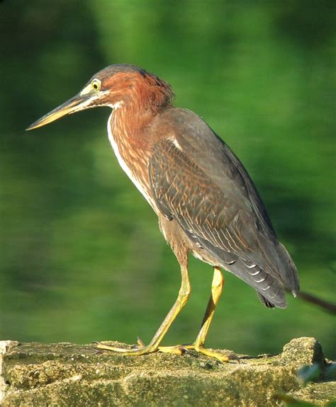 Green Heron - Barnegat Bay Partnership