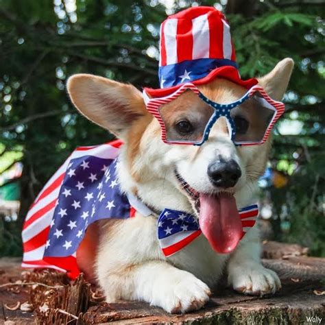 535 Best images about ' Everything Dog ' on Pinterest | Dog day, Animal ...
