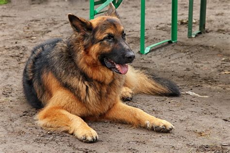 X Wallpaper Black And Red German Shepherd Peakpx