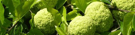 Osage Orange Tree Fruit Edible | Fruit Trees