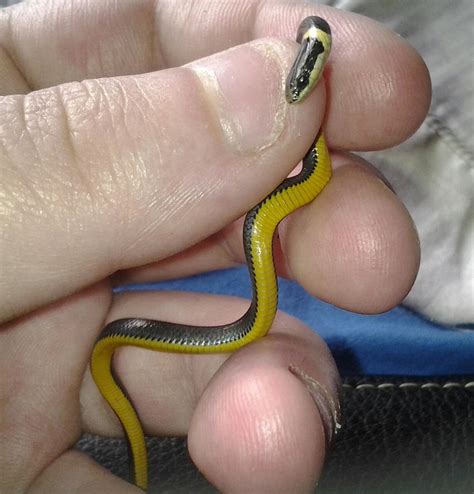 Baby Northern Ringneck snake by AlexandersMantids on DeviantArt