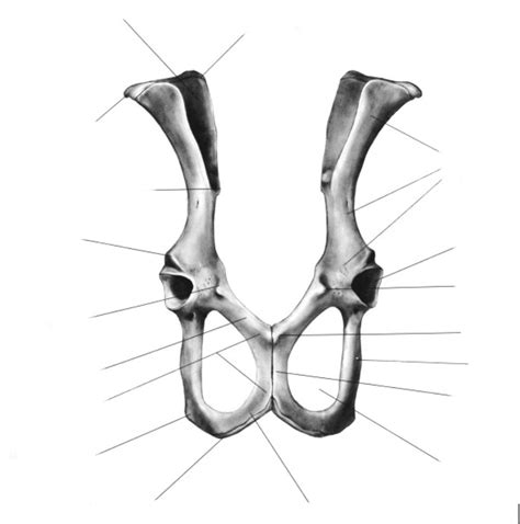 Os Coxae Diagram Quizlet