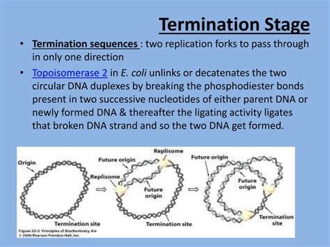 Dna Replication In E Coli